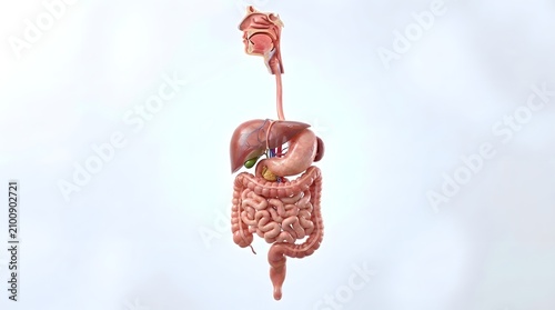 Human digestive system anatomy model.