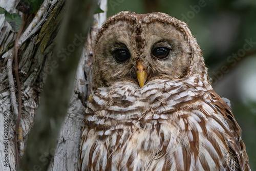 barred owl