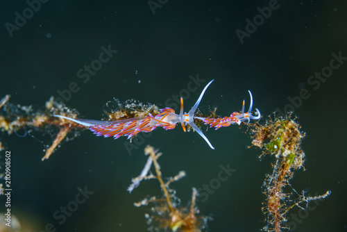 nudibranch sea slug macro