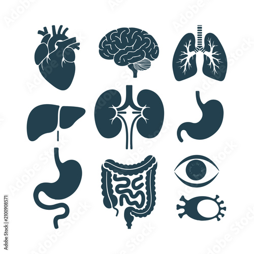Human internal organs and cell icons dark blue on white background heart brain