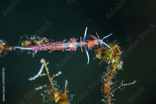 nudibranch sea slug macro