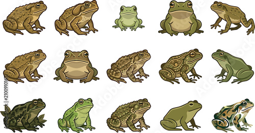 Fotografía Toad and frog vector cartoon illustration set featuring green tree frogs bumpy b