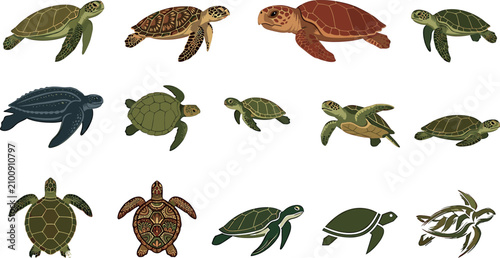 Quadro su tela Sea turtle vector illustration set featuring realistic loggerhead green hawksbil