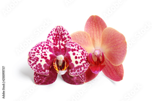 Two colorful orchid flowers...
