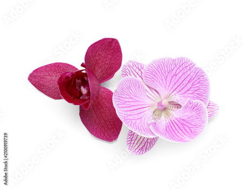 Two vibrant orchid flowers, one deep magenta and one striped pink, isolated on a clean white background for botanical and beauty concepts