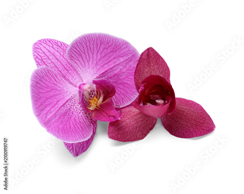 Two pink and burgundy orchi...