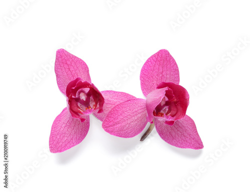 Two vibrant pink orchid flo...