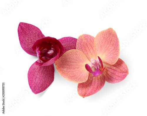 Two vibrant pink and peach ...