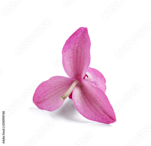 Pink orchid flower with thr...