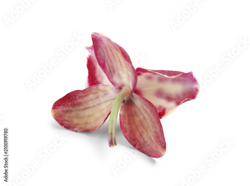 Single fallen orchid petal ...