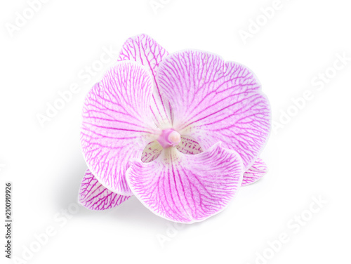 Pink and white striped orch...