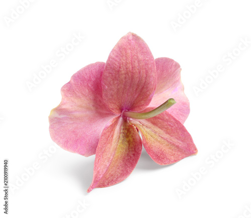 Pink orchid flower with del...