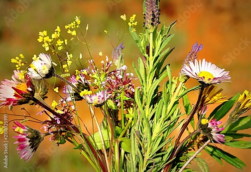 Wild flowers 