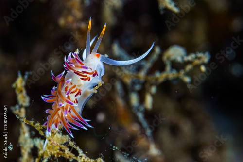 Canvas Print nudibranch sea slug macro