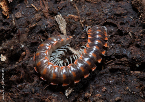 Colorful red markings on the back of a Flat-backed millipede (Euryurus) found under a log in the mountains of South Carolina. 
