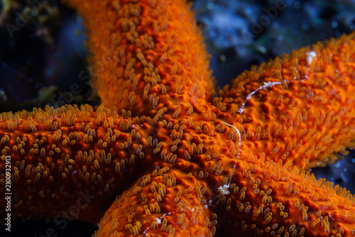 red sea star