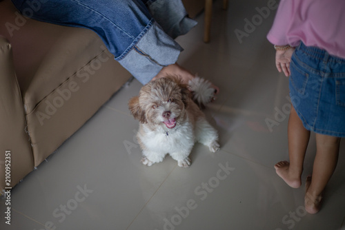 Pet dog background, small size, cute, white, brown, pomeranian, blurred while waiting for food or playing with the owner during the day in the grass field