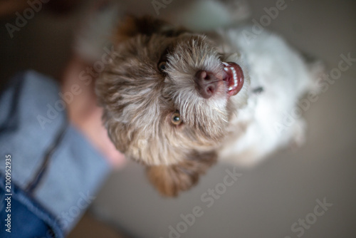 Pet dog background, small size, cute, white, brown, pomeranian, blurred while waiting for food or playing with the owner during the day in the grass field