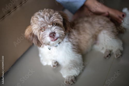 Pet dog background, small size, cute, white, brown, pomeranian, blurred while waiting for food or playing with the owner during the day in the grass field