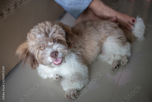 Pet dog background, small size, cute, white, brown, pomeranian, blurred while waiting for food or playing with the owner during the day in the grass field