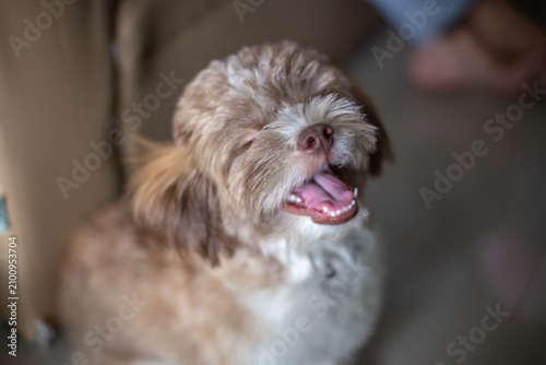 Pet dog background, small size, cute, white, brown, pomeranian, blurred while waiting for food or playing with the owner during the day in the grass field