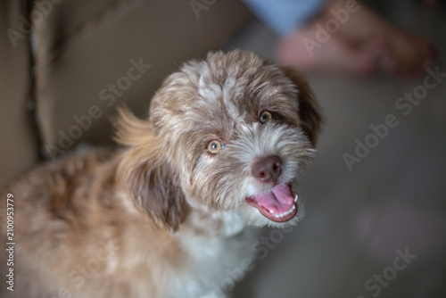 Pet dog background, small size, cute, white, brown, pomeranian, blurred while waiting for food or playing with the owner during the day in the grass field