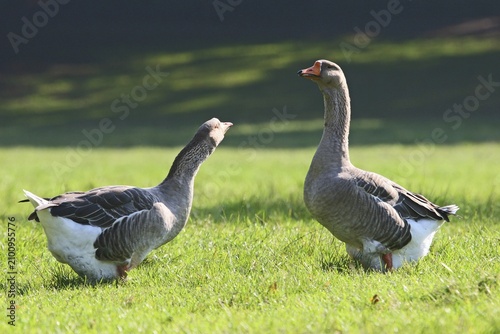 Two fat Domestic Geese (Anser spec.) standing in a meadow, Thuringia, Germany