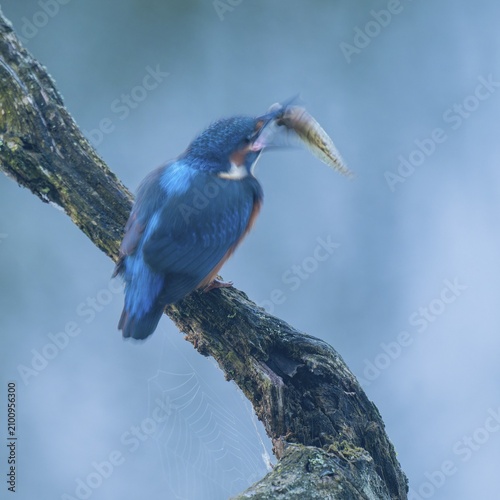 Kingfisher (Alcedo atthis) sitting on an old branch, perch with prey tadpole in its beak, motion blur, long exposure, pull-along, wipe effect, Lower Saxony, Germany