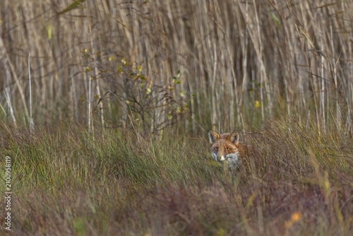 To be able to observe a red fox (Vulpes vulpes) in a marshy area is a rare moment of happiness, and then to expose a photo that documents exactly this situation makes the photographer all the more happy, Hunting, Camouflage, October, Denmark