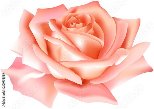 pink rose isolated on white