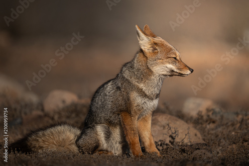 Tableau sur toile Atacama Fox sunbathing