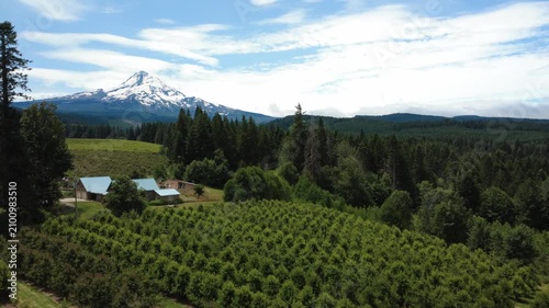 Flight forward toward fruit orchards overshadowed by Mount Hood in Parkdale Oregon.