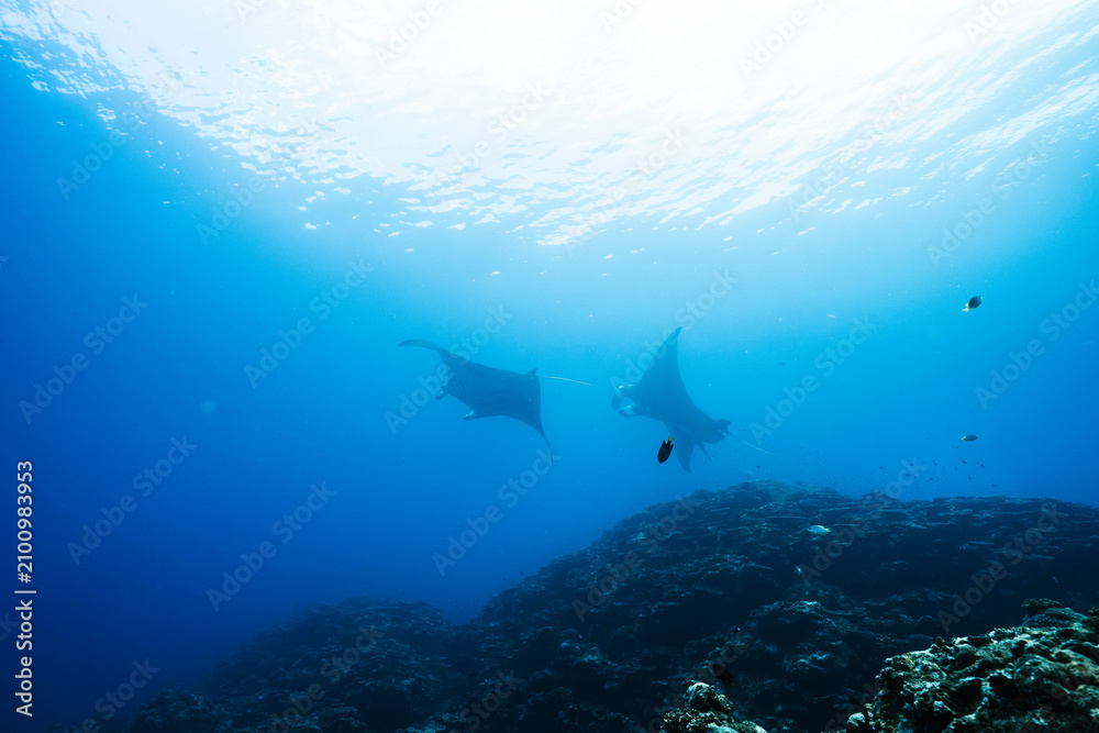 Obraz premium Reef Manta Pair Swimming Across a Tropical Underwater Landscape