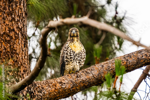 Canvastavla Red-tailed hawk - a raptor
