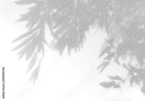 Natural light casts shadows from willow branches on a white background. Mockup