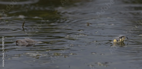 During the mating season, male water frogs (Pelophylax kl. esculentus) clasp anything that moves and appears to be of a suitable size, here the long body of the grass snake (Natrix natrix) has triggered the clasping reflex, Germany