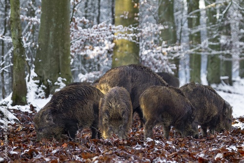 A wild boar (Sus scrofa) looking for food in beech leaves, snow, winter forest, Germany