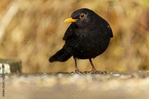 Black blackbird with orange beak standing on the ground with autumnal background, Blackbird (Turdus merula), wildlife, Germany