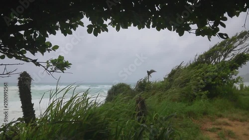 台風接近時の奄美大島の海岸線：強風に揺れる木々と荒れる海（モノクロ）