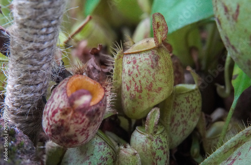 A close-up view of tiny, speckled green and red Nepenthes pitcher plants growing in a tight cluster next to a rustic fiber rope