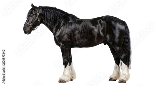 Obraz na plátně Majestic black draft horse standing sideways with feathered hooves wearing a lea