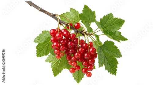 Bild auf Leinwand Fresh red currant berries hanging from a branch with lush green leaves as an iso