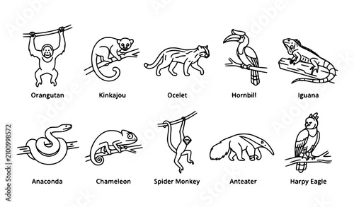 Quadro su tela Tropical Rainforest Animal Outline Icon Set with Labels Featuring Orangutan Igua