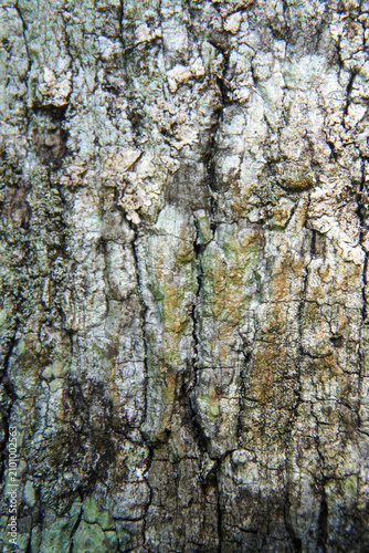Close-up background of weathered grey tree bark covered in small patches of green lichen and moss, showing rich natural textures