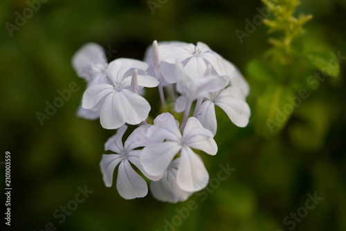 Canvastavla Blue Plumbago Blue Plumbago is the popular name for Plumbago auriculata and comon name are Cape Leadwort, Sky Flower, Blue Jasmine
