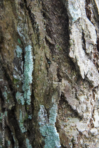 Macro view of textured dark tree bark colonized by patches of pale blue-green powdery lichen (crustose lichen), highlighting forest ecosystem details