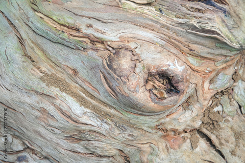 A beautiful close-up of weathered tree trunk surface showing a prominent wood knot surrounded by flowing, wavy growth ring patterns and soil traces