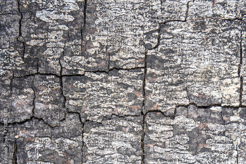 Abstract macro background of a highly weathered, decaying grey tree bark with naturally formed square cracks and rugged organic texture