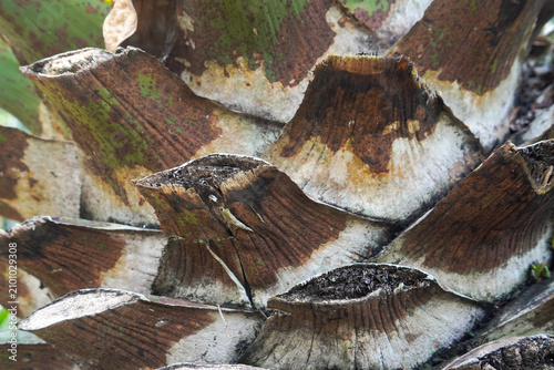 Close-up of the rough, fibrous pattern of overlapping old leaf bases on a tropical palm tree trunk