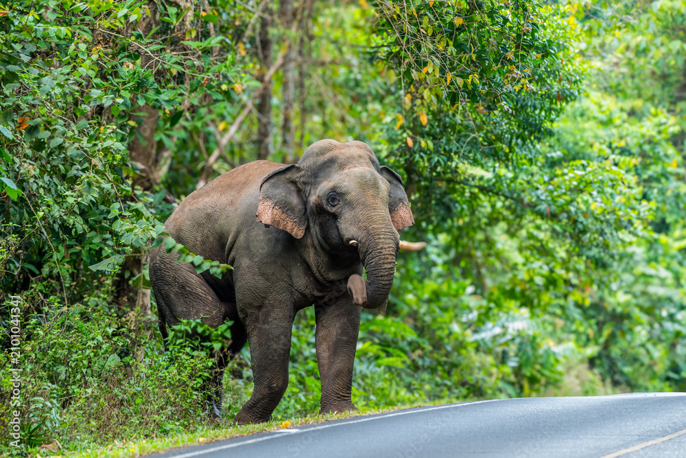Fototapeta premium Its body is gray, its snout is called the trunk. The trunk of the Asian elephant has only one beak. Nakhon Ratchasima, Thailand.